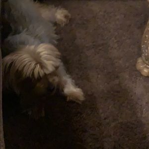 Meet your Posher, Christy